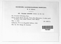 Puccinia absinthii image